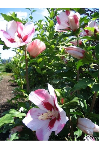 Ağaç Hatmi fidanı[2 yaşında tüplüdür