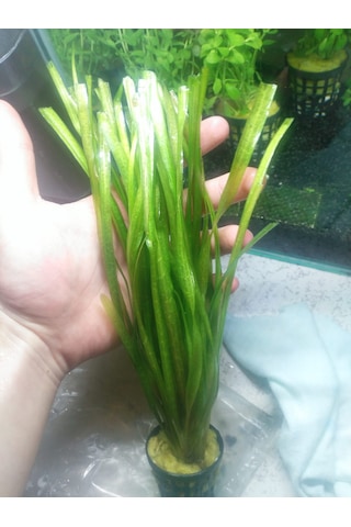 Dev Saz Vallisneria 1 Saksı Akvaryum Bitkisi Akvaryum Bitkileri 1 Bağ-Saksı