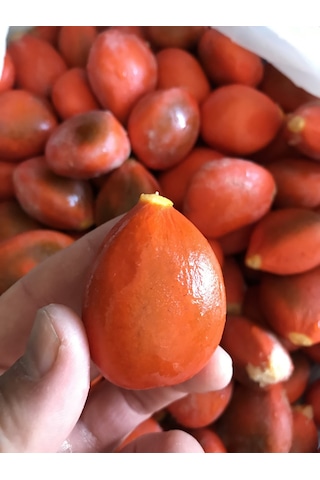 Taze 5 Tane Japon Palmiyesi Cycas Tohumu