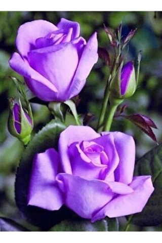 Yediveren Lila Gül Fidanı 1 Adet 30-50 Cm Yediveren Lilac Rose
