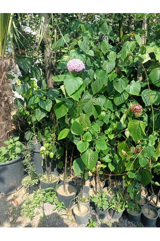 Yeşil Deniz Fidancılık Rus Ortancası Kısmet Ağacı 100-150 Cm