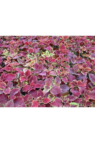 Yaprak Güzeli Çiçeği 3 Adet