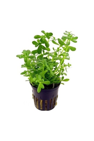 Bacopa Monnieri Saksı- Canlı Bitki Standart