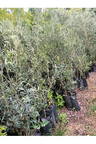 Yeşil Deniz Fidancılık Gemlik Trilye Zeytin Fidanı 80-120 Cm