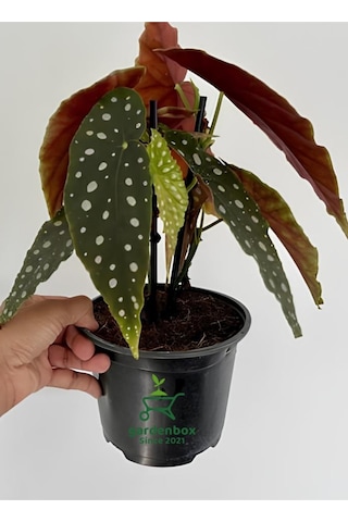 Çilli Begonya Çiçeği Dolgun Formlu Beyaz Çiçekli 1 Adet Saksılı 30-40cm