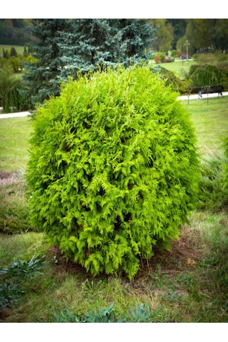 Videolu Limon Çamı Limoni Servi 30 50 Cm 1 Adet Tüplü Dış Mekan Ağaç Cupressus Macrocarpa Goldcrest