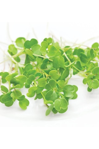 Roka Mikro Yeşillik Tohumu İthal, 15 Gram