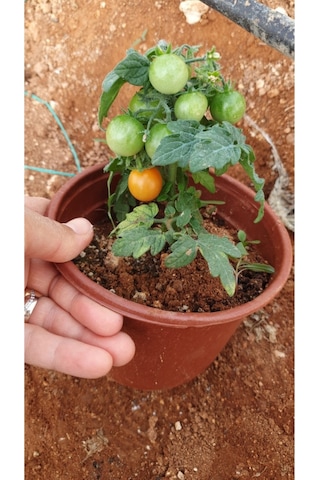 Bodur Cherry Domates Fidesi 6'lı Ambalaj