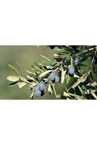 Trilye Gemlik Zeytin Fidanı 3 Adet