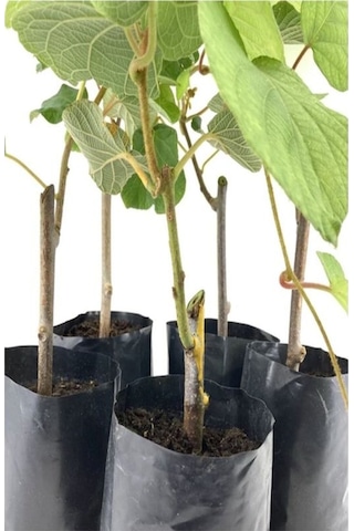 2'li Set Kivi+ Çekirdekli Üzüm Fidanı
