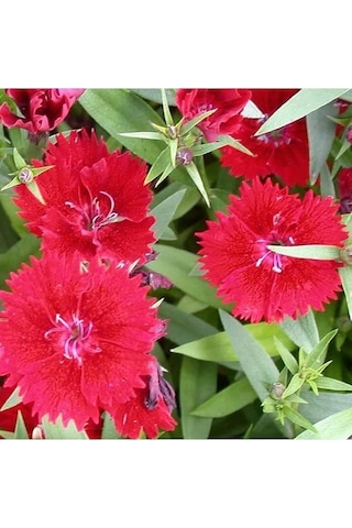 Dianthus Heddewigii Karanfil Çiçeği Tohumu 100 Adet