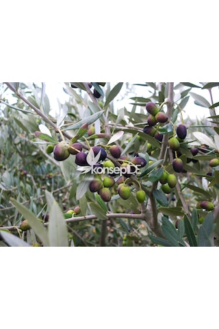 Zeytin Tirilye Gemlik Fidanı