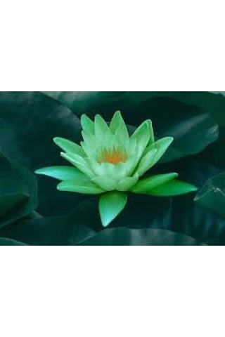 5 Adet Yeşil Lotus Tohumu Nilüfer Tohumu