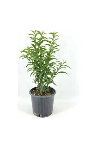 Videolu Mis Kokulu 1 Adet Melisa Çiçeği Fidanı Saksılı 50-110cm Lemon Balm