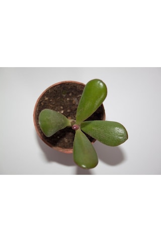 Şans Ve Para Çiçeği Crassula Ovata Tekli 5.5 Cm Küçük Saksıda