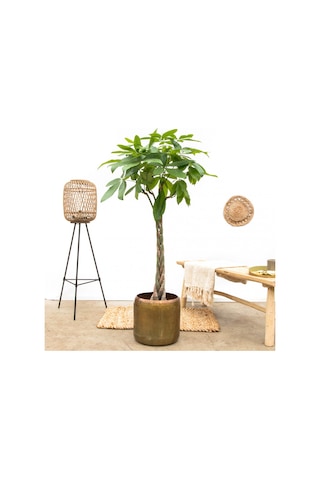 Örgülü Para Ağacı – Pachira Aquatica 30-40 cm