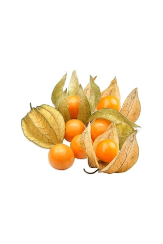 Şifalı Tüplü Yer Kirazı Altın Çilek Fidanı 20-40 Cm