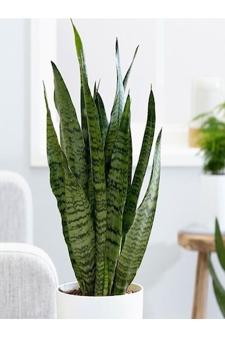 Serada Decor Plant Yeşil Kılıç Çiçeği Bol Köklü 40-60 Cm İç Mekan Bitkisi Hava Temizleyen Bitki