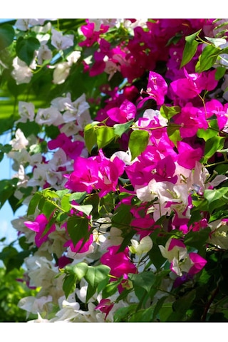 Çift Renk Pembe Beyaz Begonvil Çiçeği 1 Adet 45-65 Cm Saksılı/ Tüplü Bougainvillea