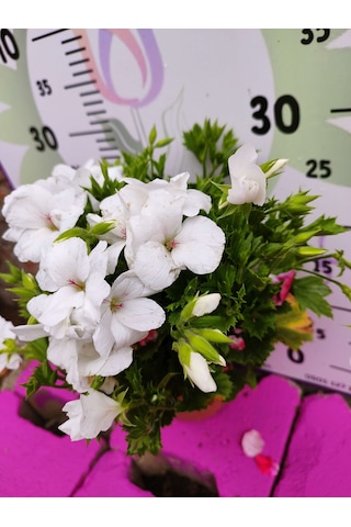 Beyaz Ceylangözü Sardunya Pelargonium Domesticum - Renkli Süs Bitkisi