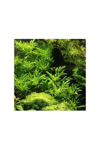 Hygrophila Difformis 4-6 Kök Canlı Bitki Standart