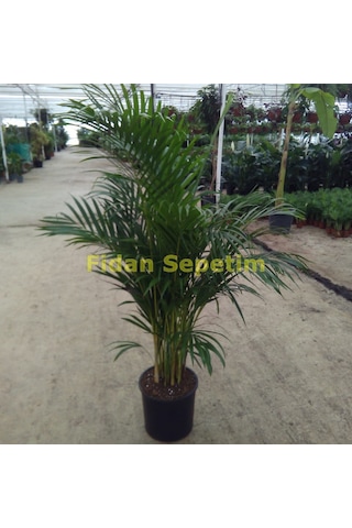 Areca Palmiyesi Bitkisi 140-150cm 2455