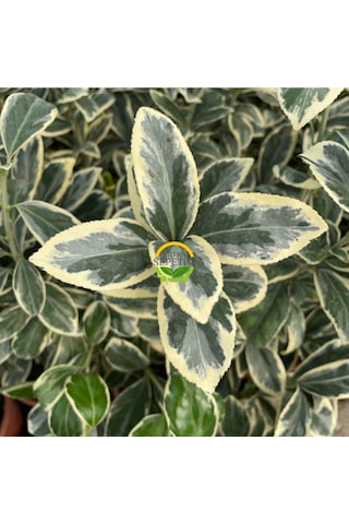 10 Adet Brovo Taflan Fidanı Paketi 'euonymus Japonica '