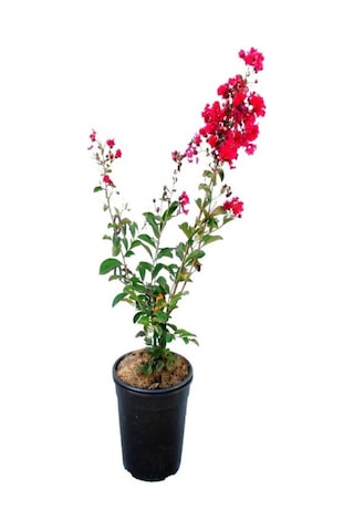 Videolu Kırmızı Oya Ağacı Fidanı 1 Adet Saksılı/ Tüplü 40-70 Cm Red Lagerstroemia Indica