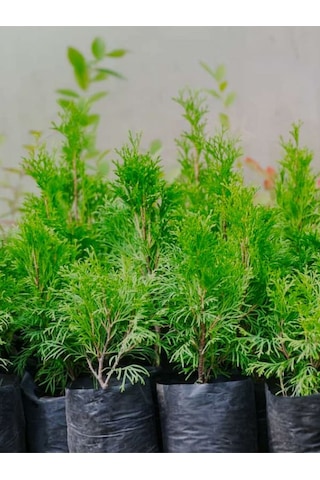 Leylandi Çam Ağacı Fidanı 20 Adet Tüplü 10-25cm Cupressus Leylandii