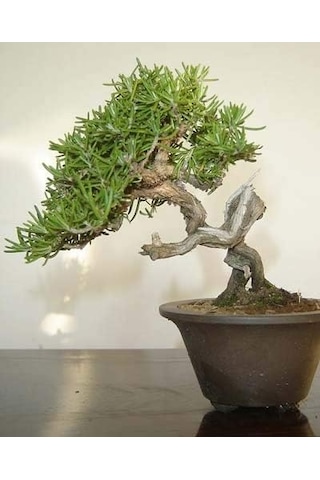 Ayrex Biberiye Bonsai Ağacı 10 Tohum Saksı Toprak Seti
