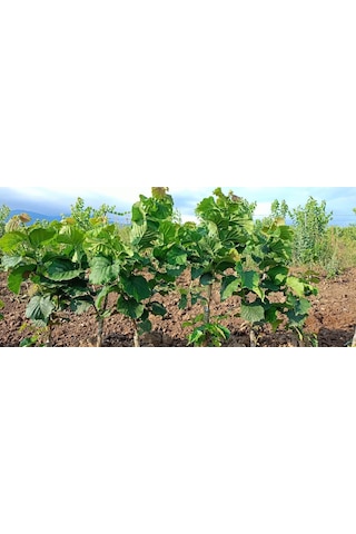 Fındık Fidanı 10 Adet