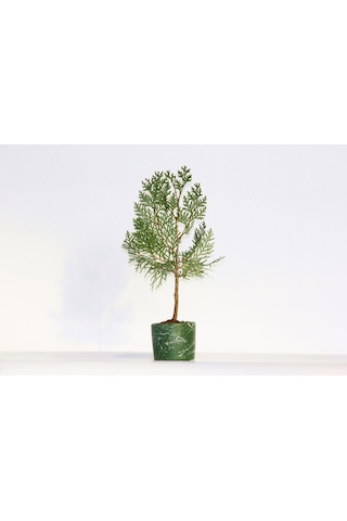Bonsai Thuja Orientalis Yeşil Saksıda 3 Adet