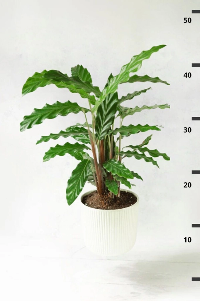 Calathea Rufibarba Wavestar Kalatya Dua Çiçeği Canlı Salon Bitkisi 20 - 40 Cm