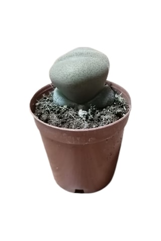Serada Decor Plant Pleiospilos Nelii Lithops Beyaz Çiçek Açan Taş Kaktüs Yaşayan Taşlar