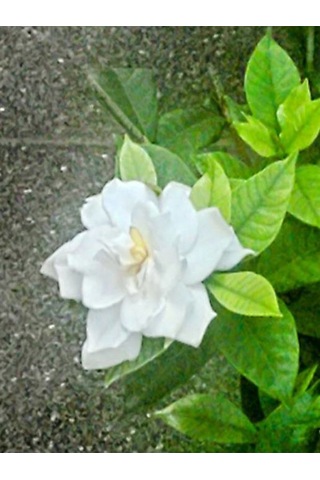 Anneler Günü Kokulu 1 Adet Kokulu Gardenya Çiçeği 30-50 Cm Saksılı Gardenia Flower