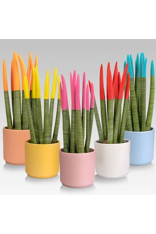 Renkli Paşa Kılıcı – Sansevieria Velvet