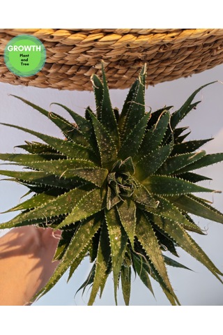 Aloe Aristata Sukulent 1 Adet