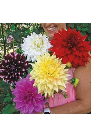 Mixed Dahlia Yıldız Çiçeği Soğanı Yumrusu 5 Adet