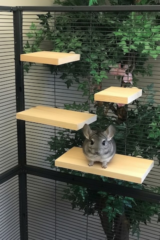 Kurutulmuş Çam 4 Lü Chinchilla Platform Seti Montaj Aparatlı