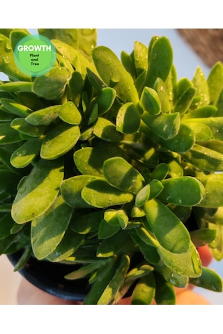 Crassula Money Maker 1 Adet