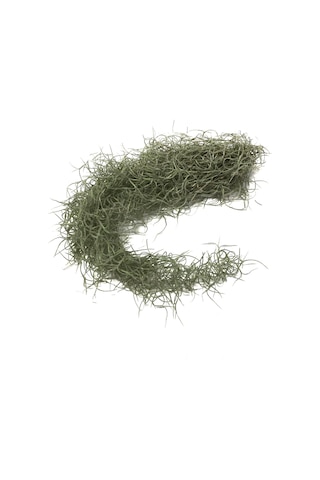 Tillandsia Usneoides (Hava Bitkisi)