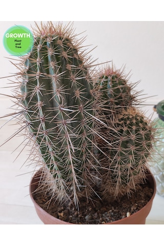 Pachycereus Pringlei Meksika Kaktüsü 1 Adet