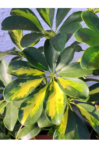 Videolu Tek Dal Alacalı Şeflera Çiçeği Beş Parmak Bitkisi 60-80 Cm Saksılı Iç Mekan Schefflera