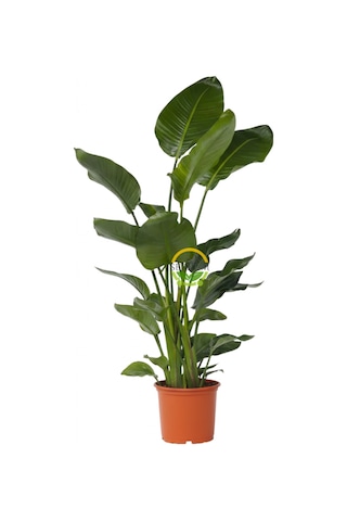 Fidansepetim Starliçe 3 Köklü - Cennet Kuşu - Strelitzia Nicolai 120-140cm