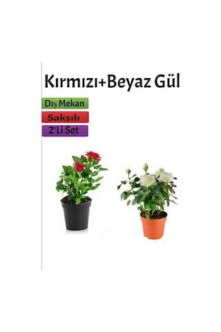 2'li Bahçe Seti Kırmızı+ Beyaz Gül Fidanı Saksılı Dış Mekan Bitkileri