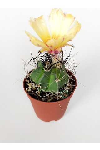 Kaktüs Özel Tür - Astrophytum Capricorne