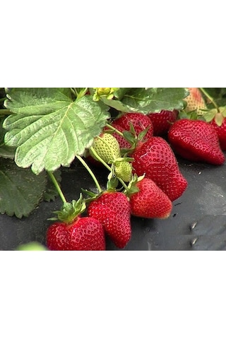 100 Adet Çilek Fidesi Yediveren Sanandeas 12 Ay Dikim