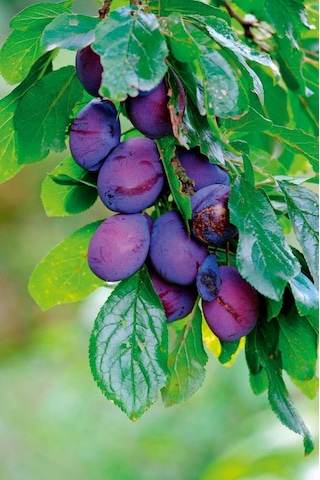 Mürdüm Eriği Fidanı " Prunus Domestica L. " 2 Yaşında Tüplü