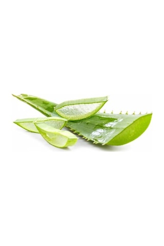 Gojiberryturkiye Farkıyla Aleo Vera Bitkisi