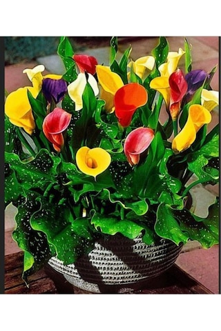 Nadir Ithal Karışık Calla Lily Tohumu 10 Tohum Çiçek Tohumu